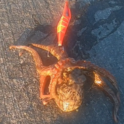 朝マズメ、タコング調査。タコカウント2匹目ｗ